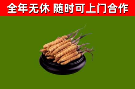 花莲烟酒回收冬虫夏草.jpg